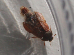 Attagenus