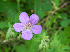 Geranium flanaganii