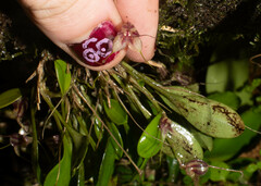 Masdevallia nidifica