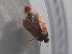 Attagenus