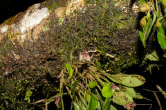 Masdevallia nidifica