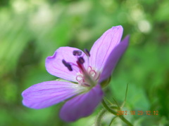 Geranium flanaganii