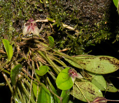 Masdevallia nidifica