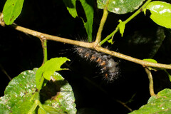 Saturniidae