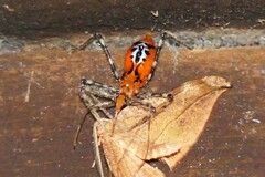 Harpactorini