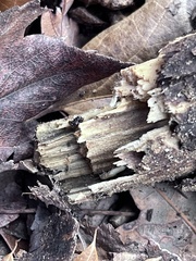 Reticulitermes flavipes