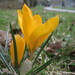 Dutch Yellow Crocus - Photo AnRo0002, no known copyright restrictions (public domain)