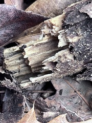 Reticulitermes flavipes