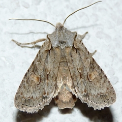 Lithophane ornitopus