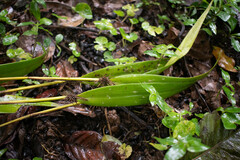 Pleurothallis ruscifolia