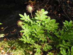 Acaena ovalifolia