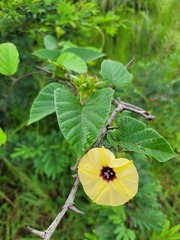 Hewittia malabarica