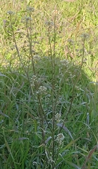 Capsella