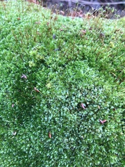 Ptychostomum capillare