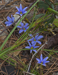 Sisyrinchium rosulatum