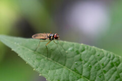 Tanypezidae