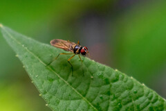 Tanypezidae