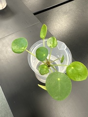 Pilea peperomioides