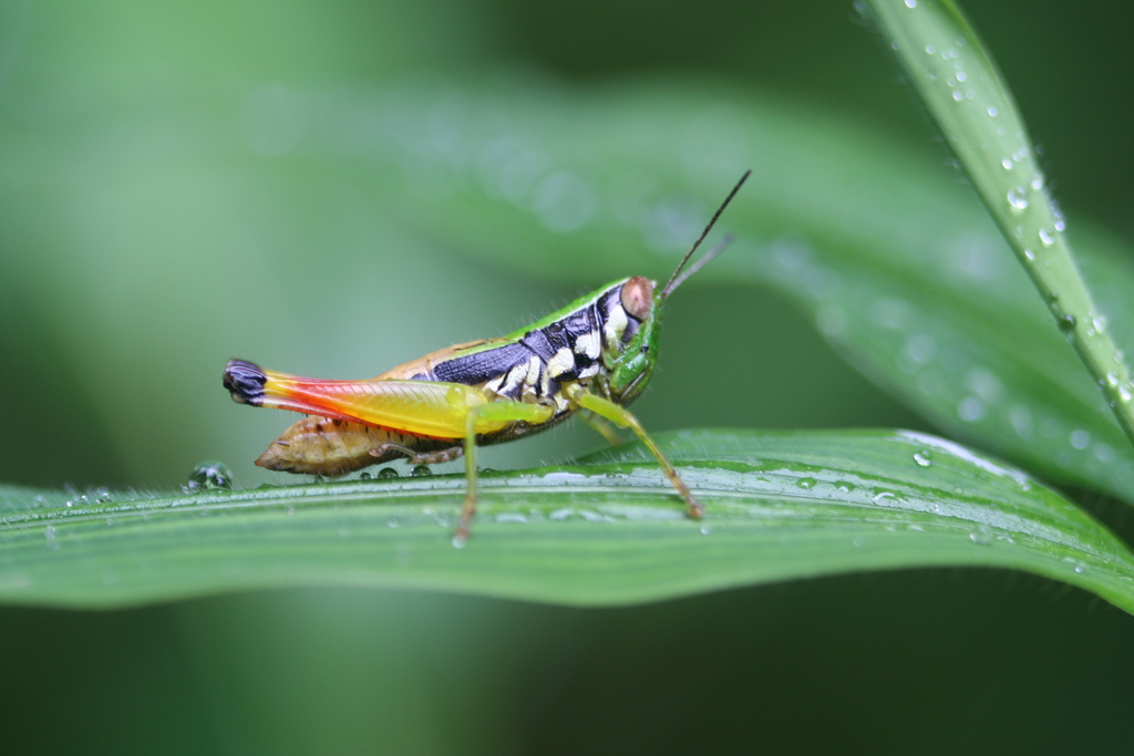 Caryanda neoelegans