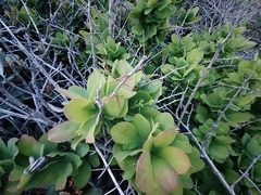 Berberis amurensis