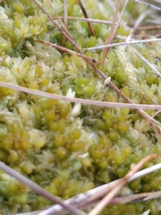 Sphagnum compactum