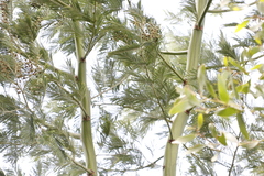 Dasineura rubiformis