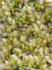 Sphagnum compactum