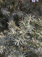 Taxus baccata