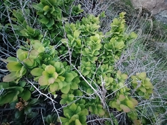 Berberis amurensis