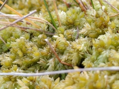 Sphagnum compactum