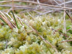 Sphagnum compactum