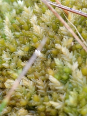 Sphagnum compactum