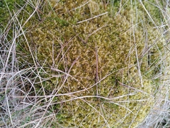 Sphagnum compactum