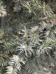 Taxus baccata