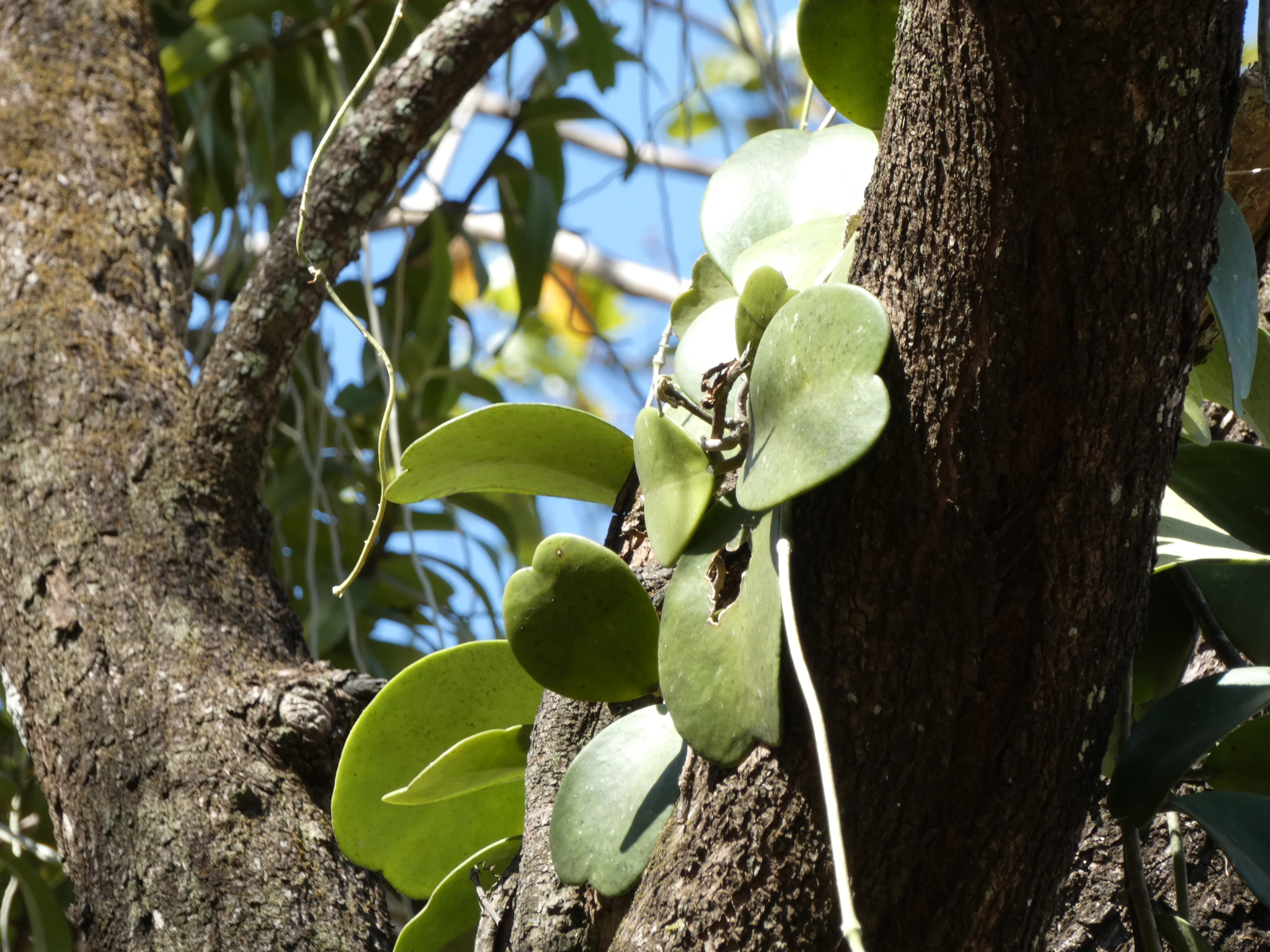 Imagem de Planta-coração