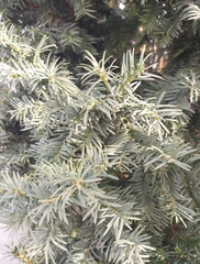 Taxus baccata