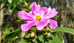 Pereskia grandifolia