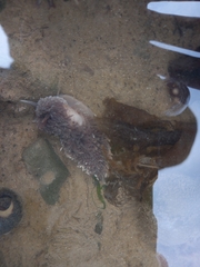 Aeolidia