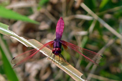 Trithemis aurora