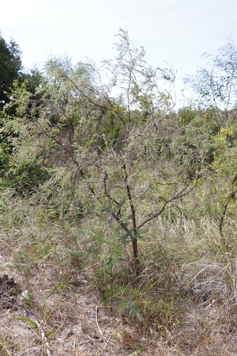 Image of Gnidia sericea by (c) Tony Rebelo, some rights reserved (CC BY-SA)