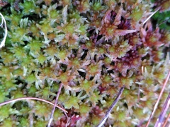 Sphagnum subnitens