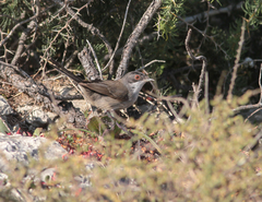 Curruca melanocephala