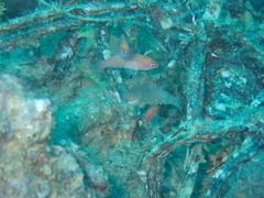 Paracheilinus octotaenia