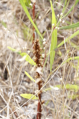 Orobanche minor