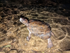 Actinemys marmorata pallida