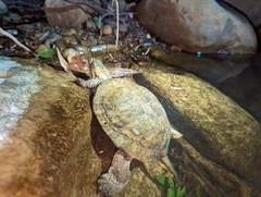 Actinemys marmorata pallida