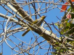 Pycnonotus finlaysoni