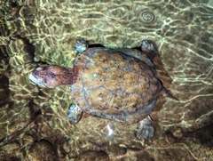 Actinemys marmorata pallida