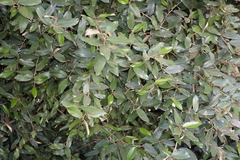 Capparis cynophallophora