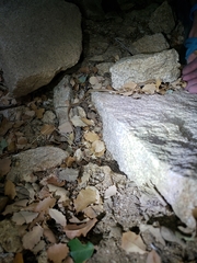 Tantilla hobartsmithi